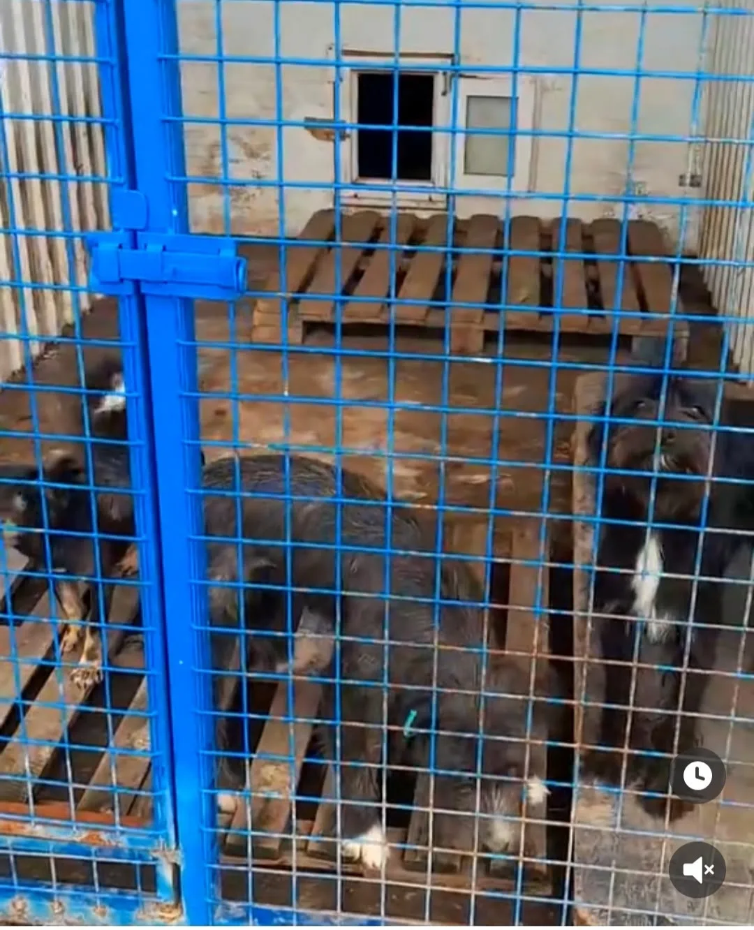 Пожалуйста,помогите найти собак.