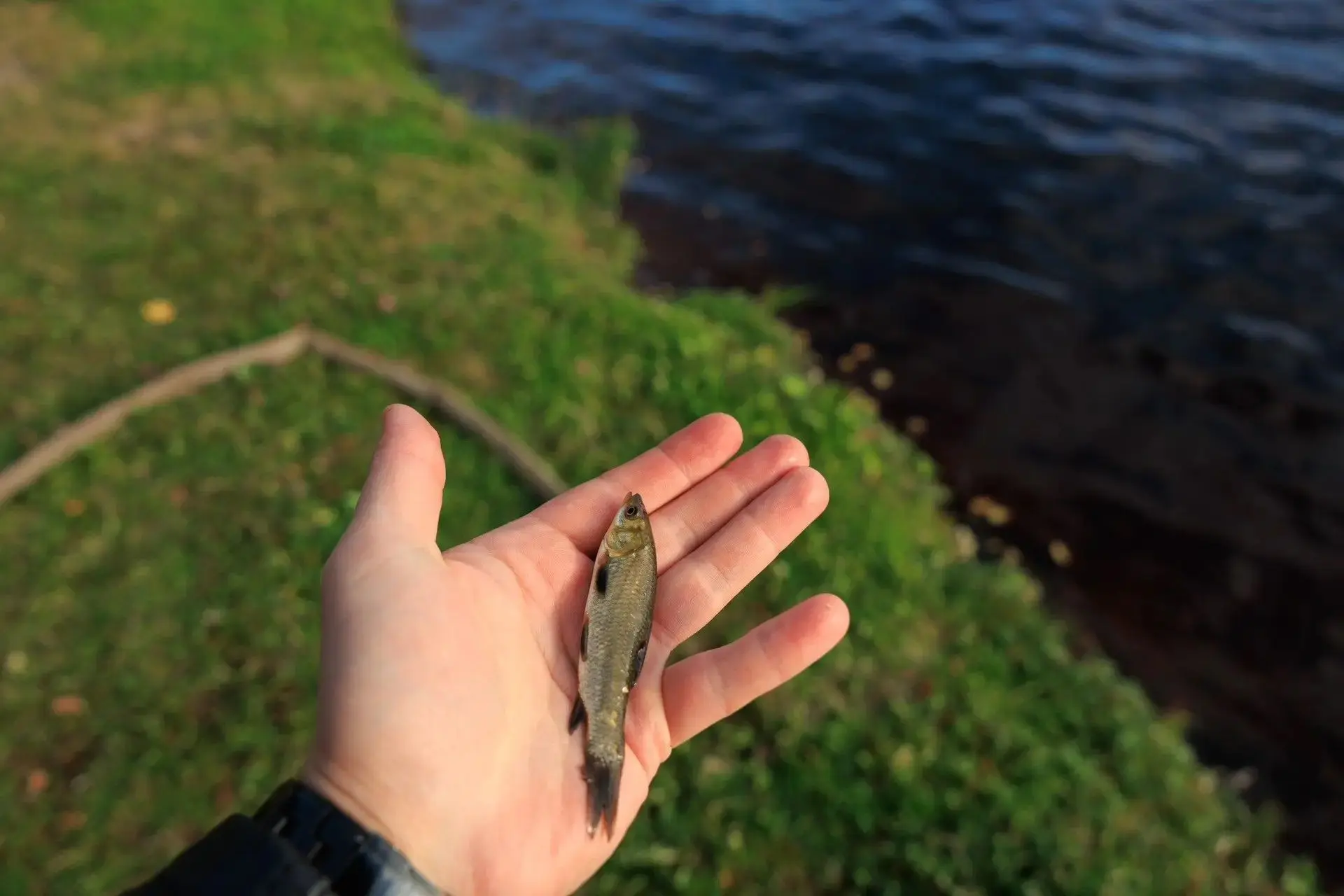 🐟 25 000 новых «сотрудников» на страже оборудования и экологии Рефтинской ГРЭС