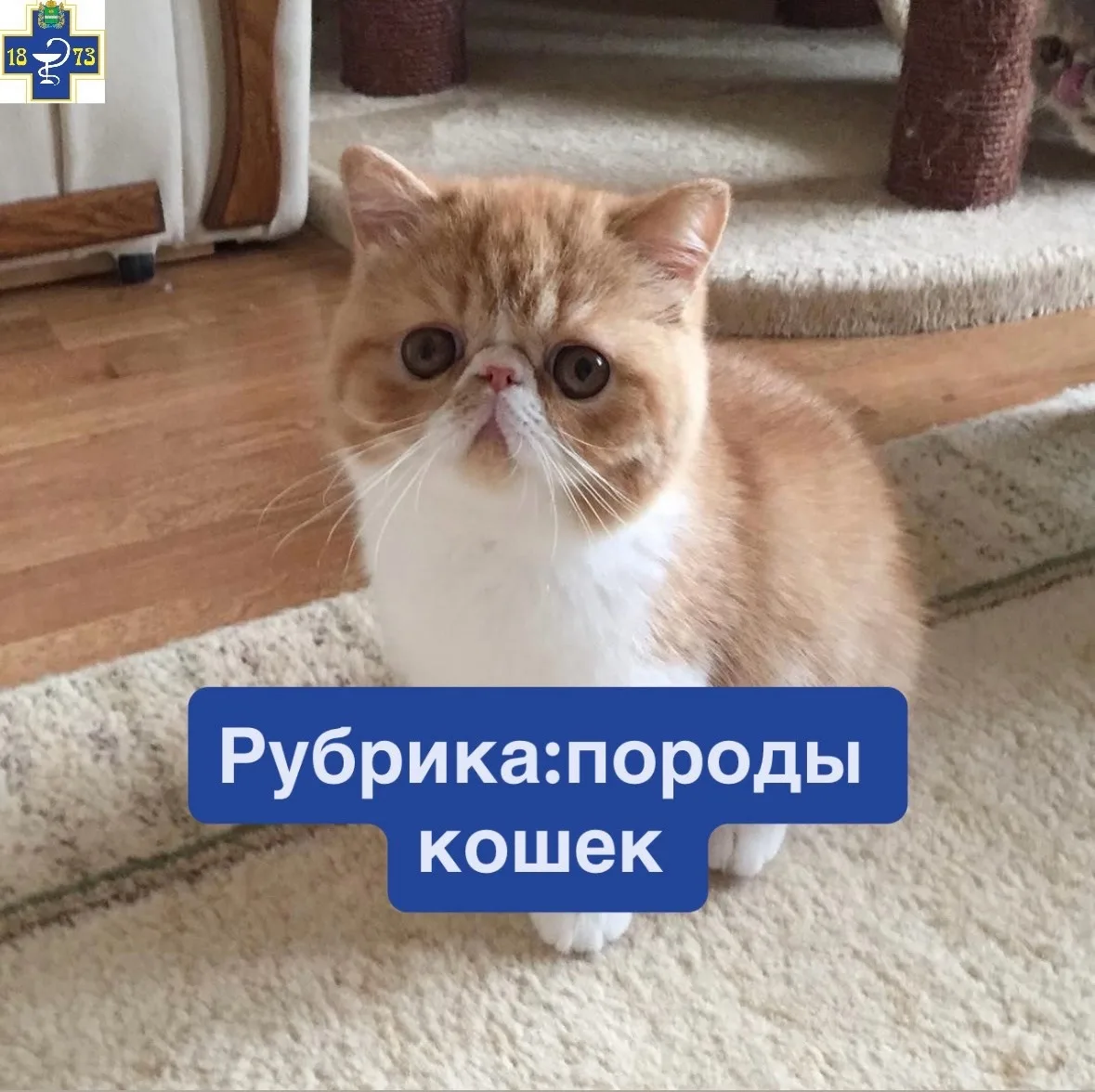 ☑️Экзотическая
✔️Основная эмоция, которую испытываешь, глядя на этих питомцев,-умиление. 
✔️Неудивит