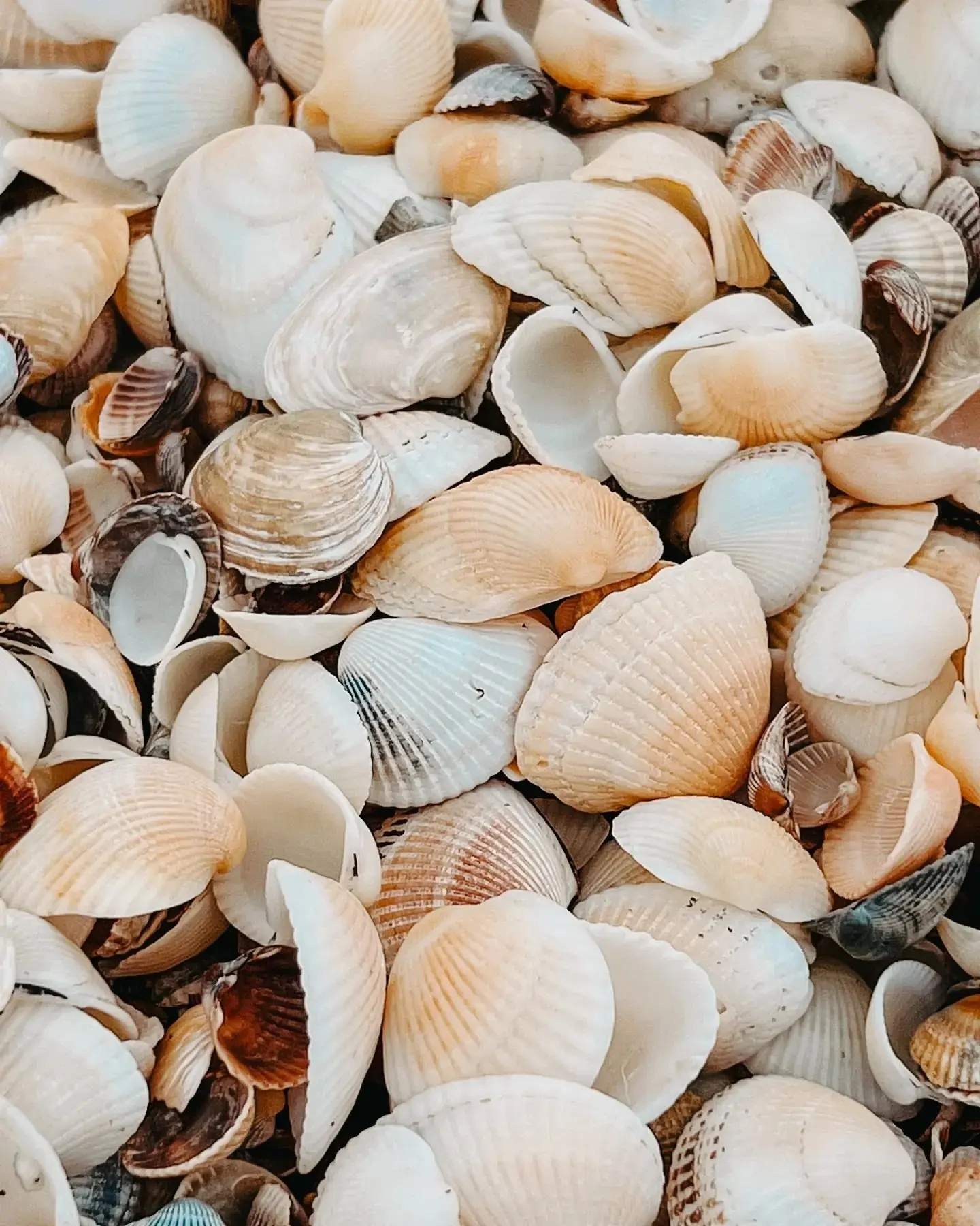 🌊 Побережье Тысячи