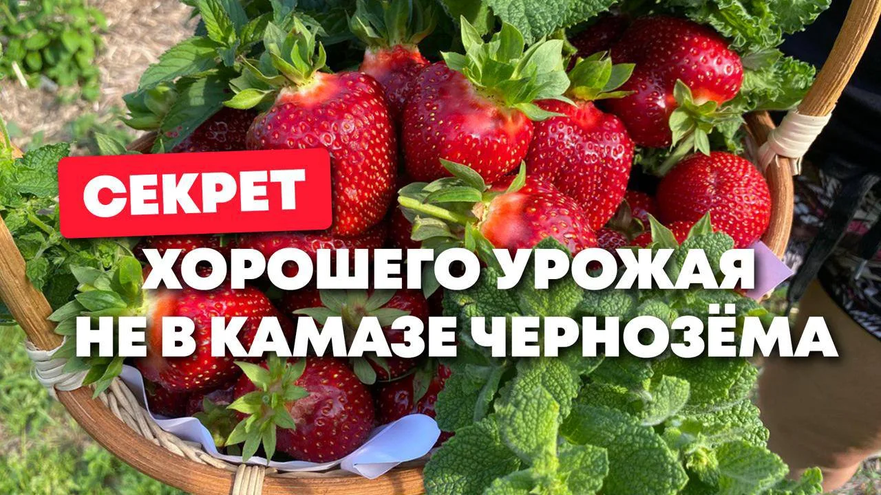 А чтобы ваш урожай становился чемпионом не случайно, а каждый сезон, одной удачи мало.