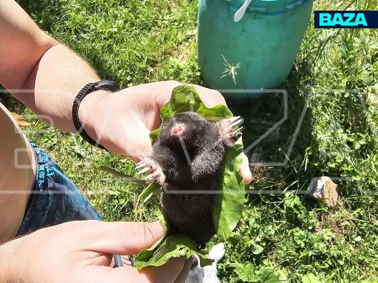 🦔 Кроты начали чаще появляться на участках жителей Домодедовского округа. 
 
Дачники рассказывают, 