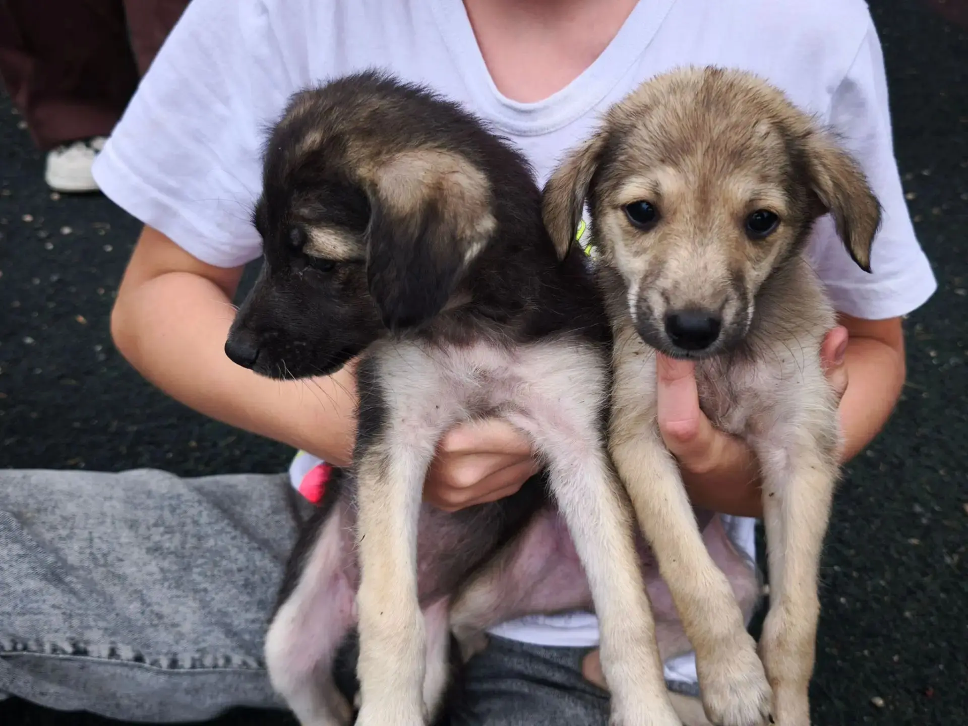 🐶 Щенкам из Ессентуков ищут хозяев

Глава города Владимир Крутников на озере встретил девочек, кото