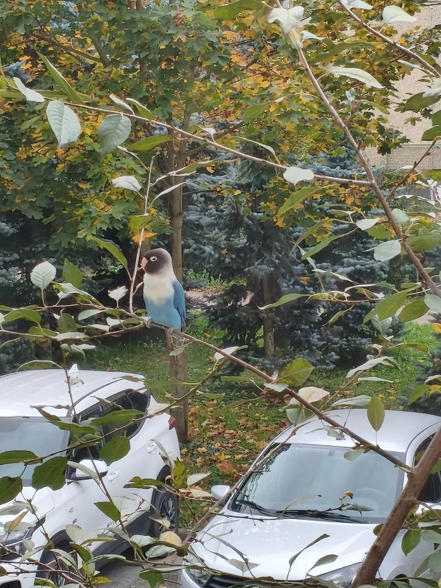 На вишне около дома Московская 24 сидит попугай 🦜