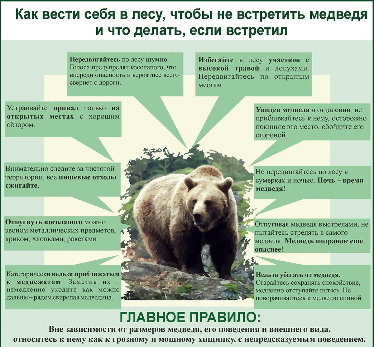 Осторожно, медведь!