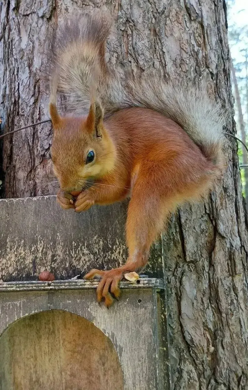 Белочки 🐿️ в парке Металлургов.

👉 Подписаться ✅