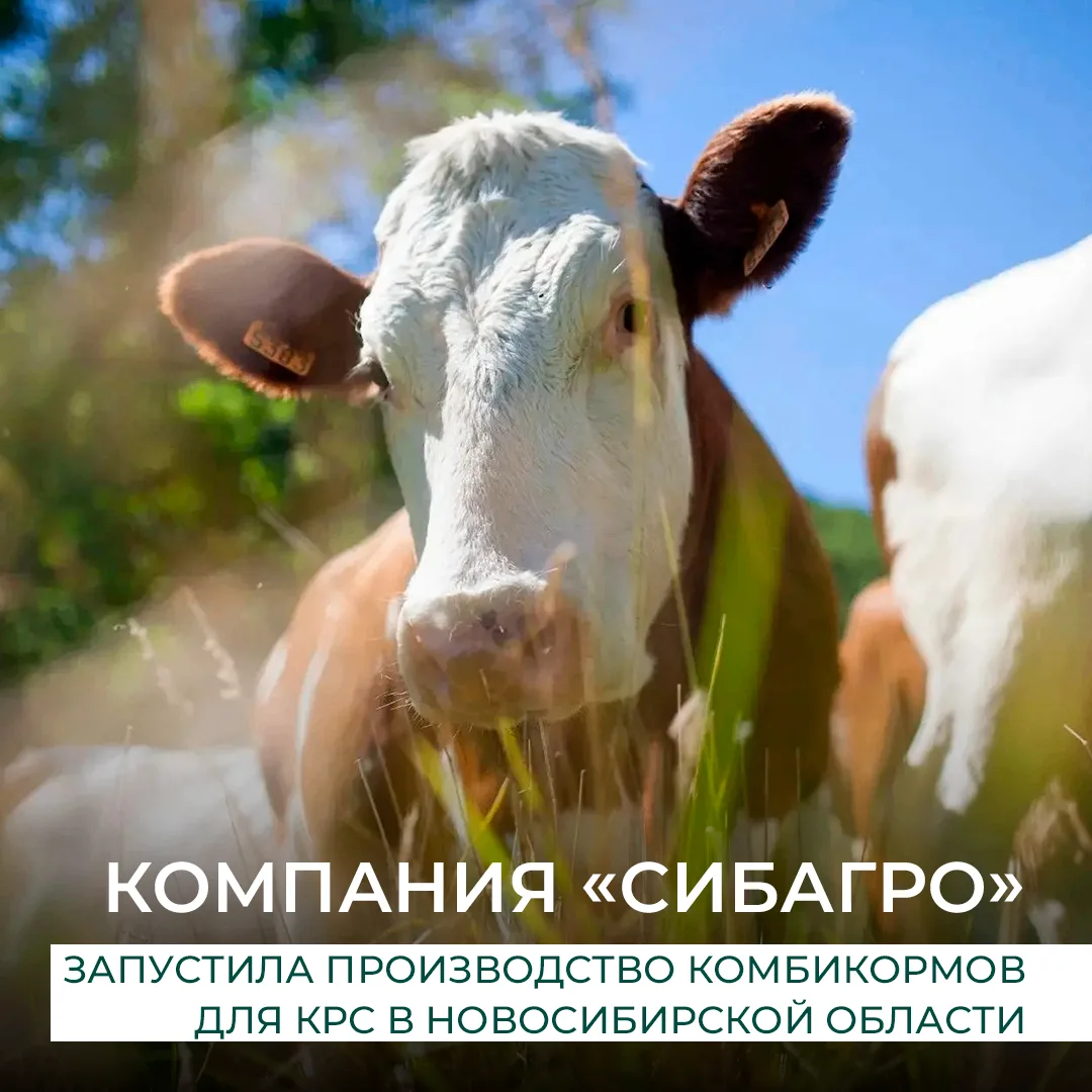 Кудряшовский свинокомплекс «Сибагро» расширил линейку продукции и начал выпуск комбикормов для крупн
