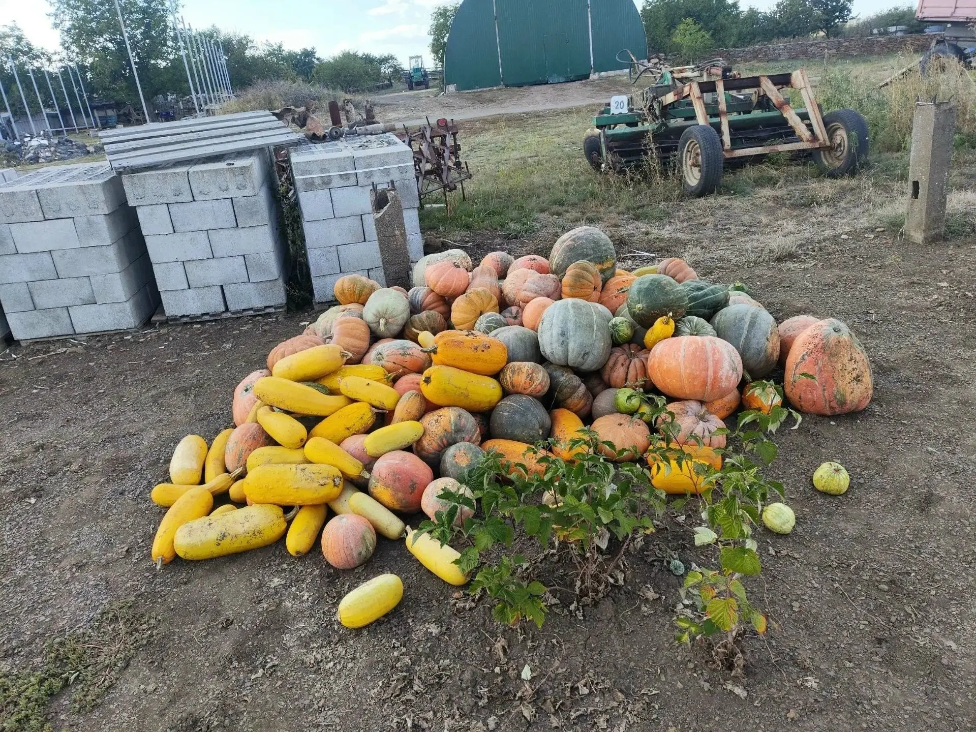 Продам оптом гарбузы около тонны