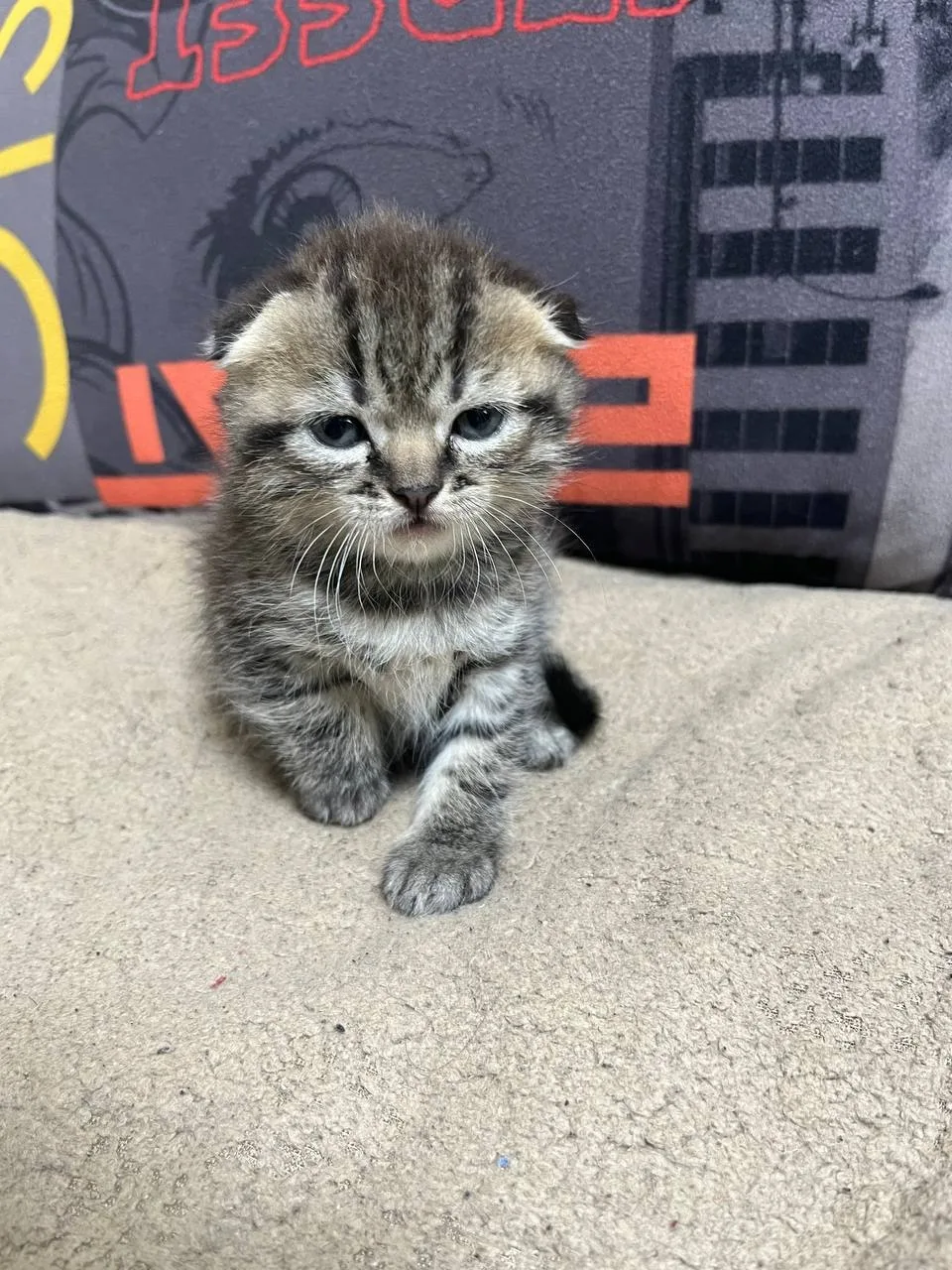Продам шотландских котят, мальчики и девочки