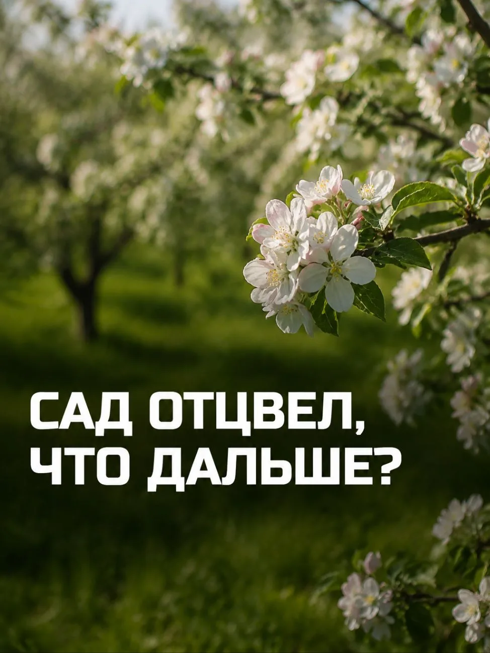 🌸 После цветения сада: 3 шага для урожая