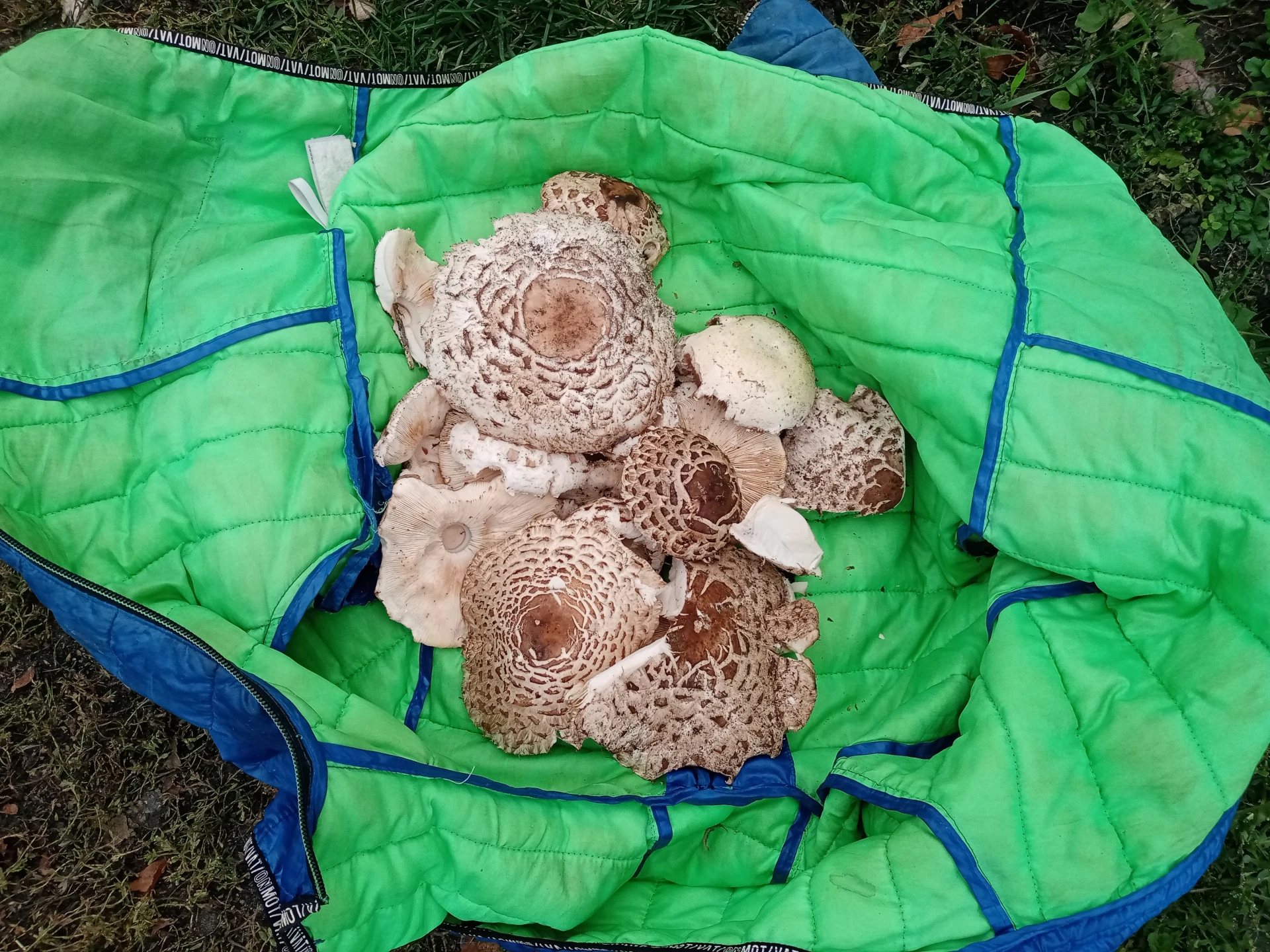 А ко мне сегодня грибы сами пришли 😃 Пошла я до дальнего сарая за соломой и дай ка дум...
