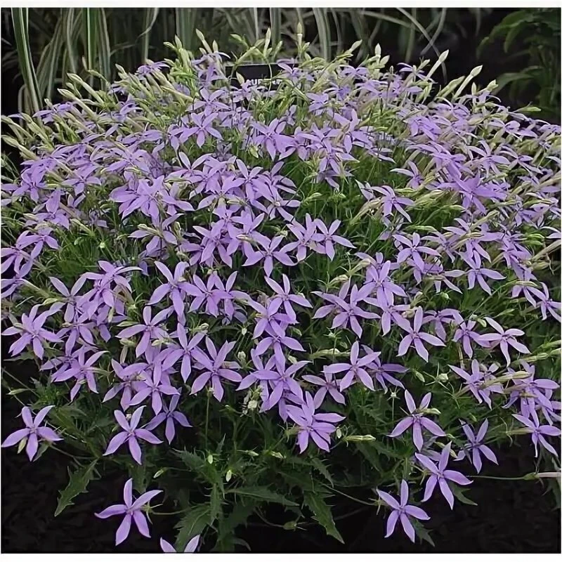 ЛАУРЕНТИЯ (ИЗОТОМА) 💜
