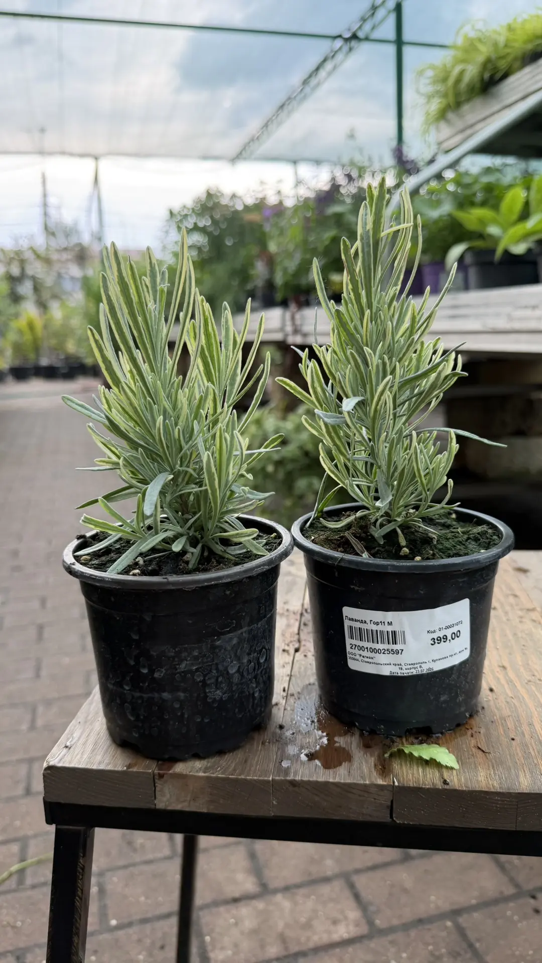 Новинки для Вашей уличной площадки! 🌱

Потрясающие растения уже в наличии, чтобы ваш сад или балкон