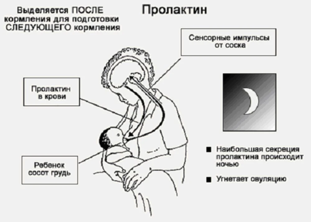 #гормоны #пролактин