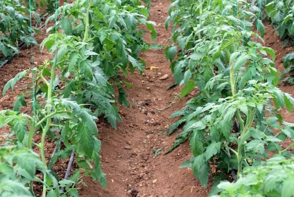 🍅 ПЕРВАЯ ПОДКОРМКА ТОМАТОВ В ГРУНТЕ: УДАРНАЯ ДОЗА ДЛЯ СТАРТА