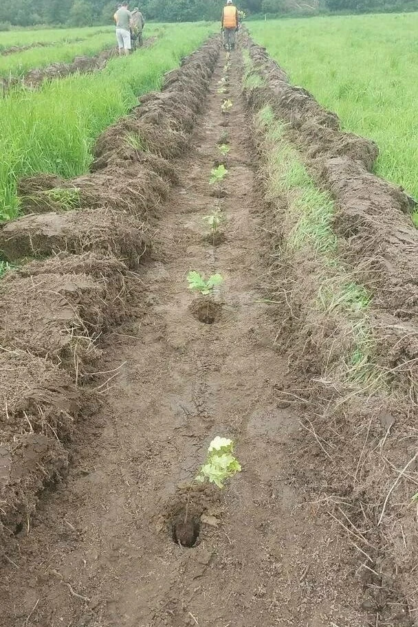 В Калининграде высадят более 5 тысяч дубов и ясеней 🌳