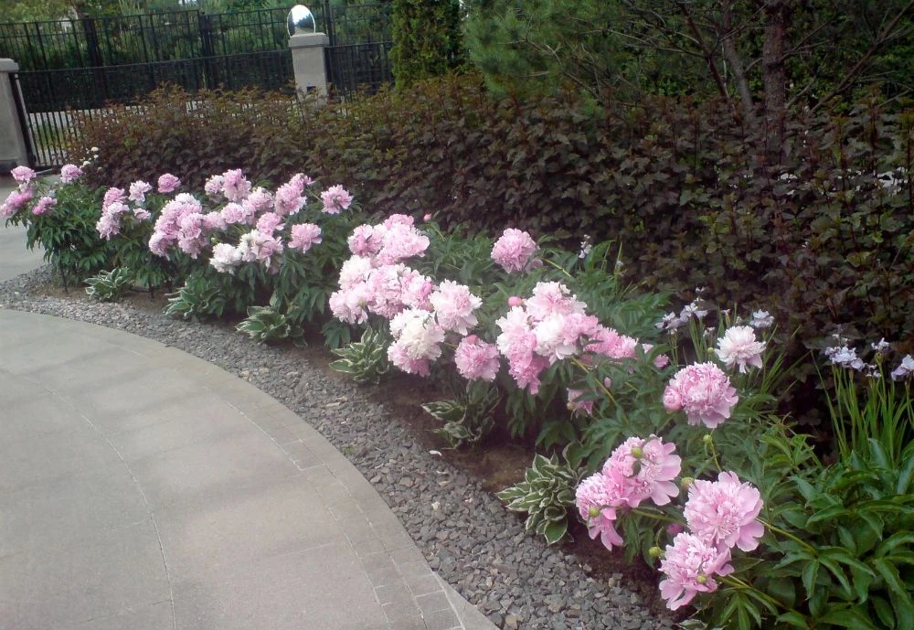 🌸Подкормка пионов во время цветения🌸

Во время цветения пионы нуждаются в калии и фосфоре, а не в 