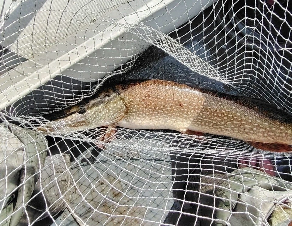 🎣 Житель Магнитогорска похвастался своим самым большим уловом