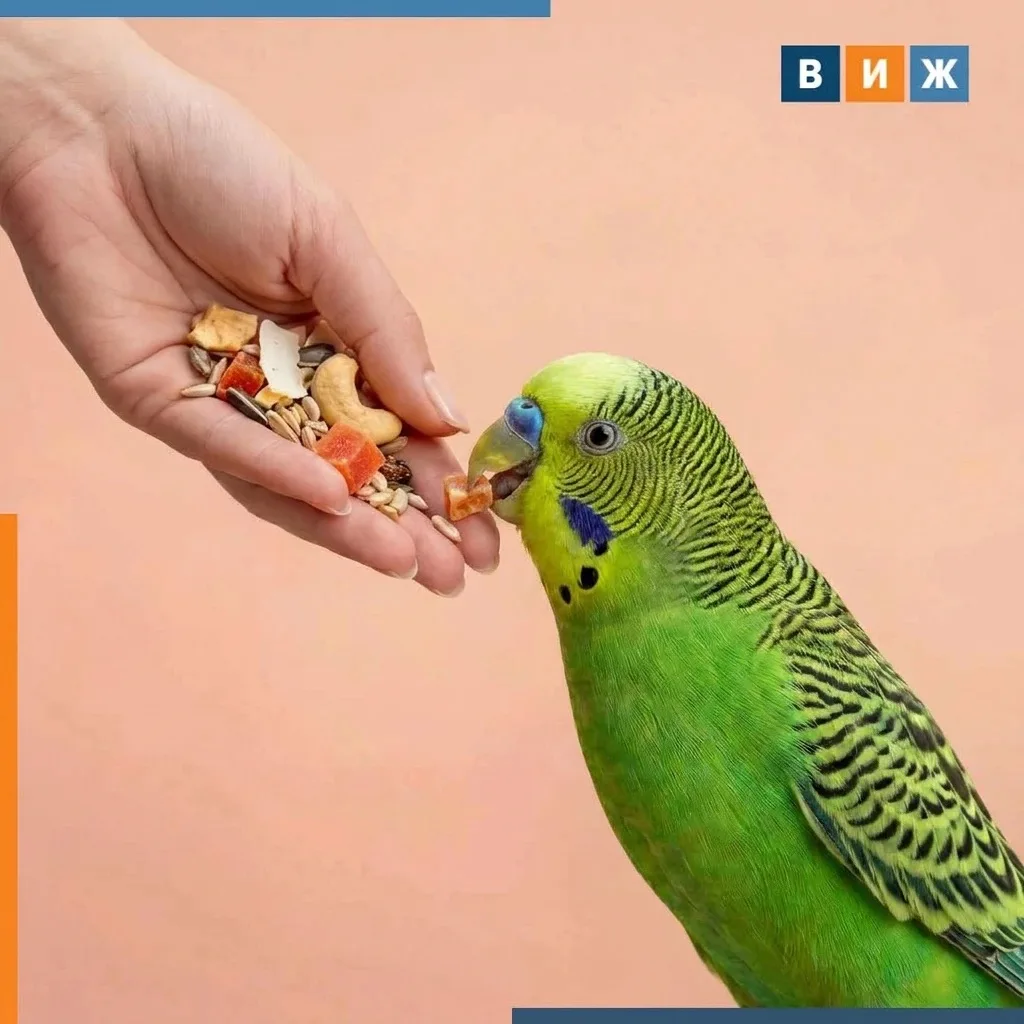 🦜Протеин для попугая