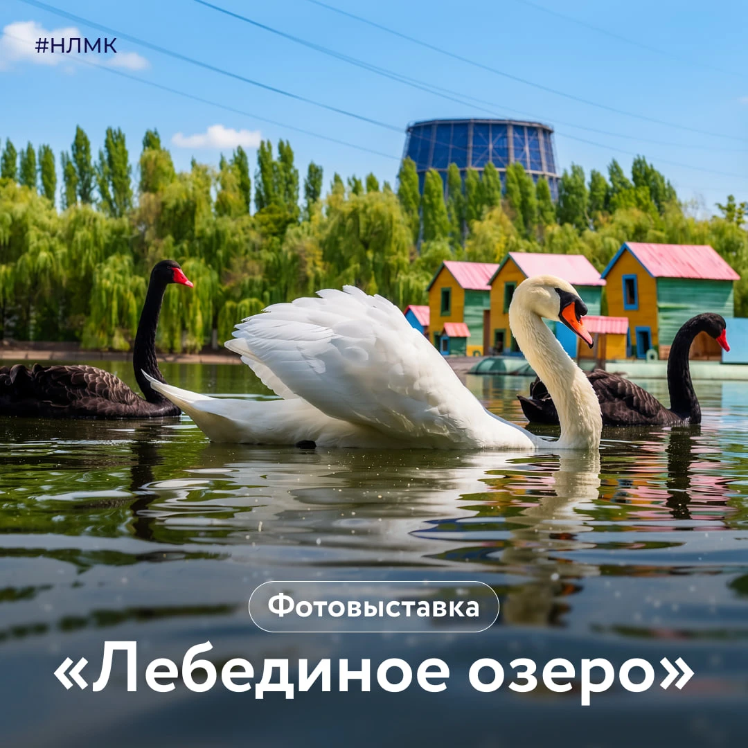 Где в Липецке можно встретить павлина, страуса или горного гуся? В экопарке «Лебединое ...