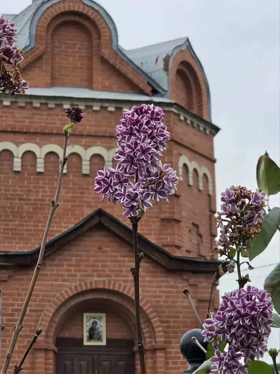 🌸 На календаре октябрь, а в Омске цветет сирень