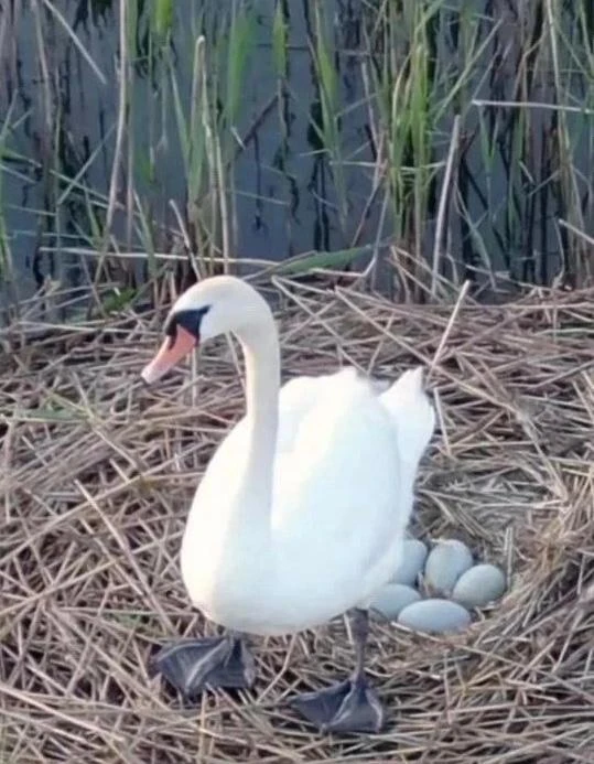 🦢 В Армизонский округ вернулcя лебедь-шипун

Сотрудники заказника «Белоозерский» заметили краснокни