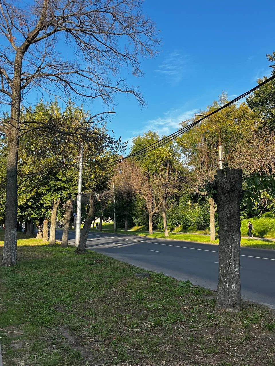 Улица Есенина лишилась своей зелени 🌳💔