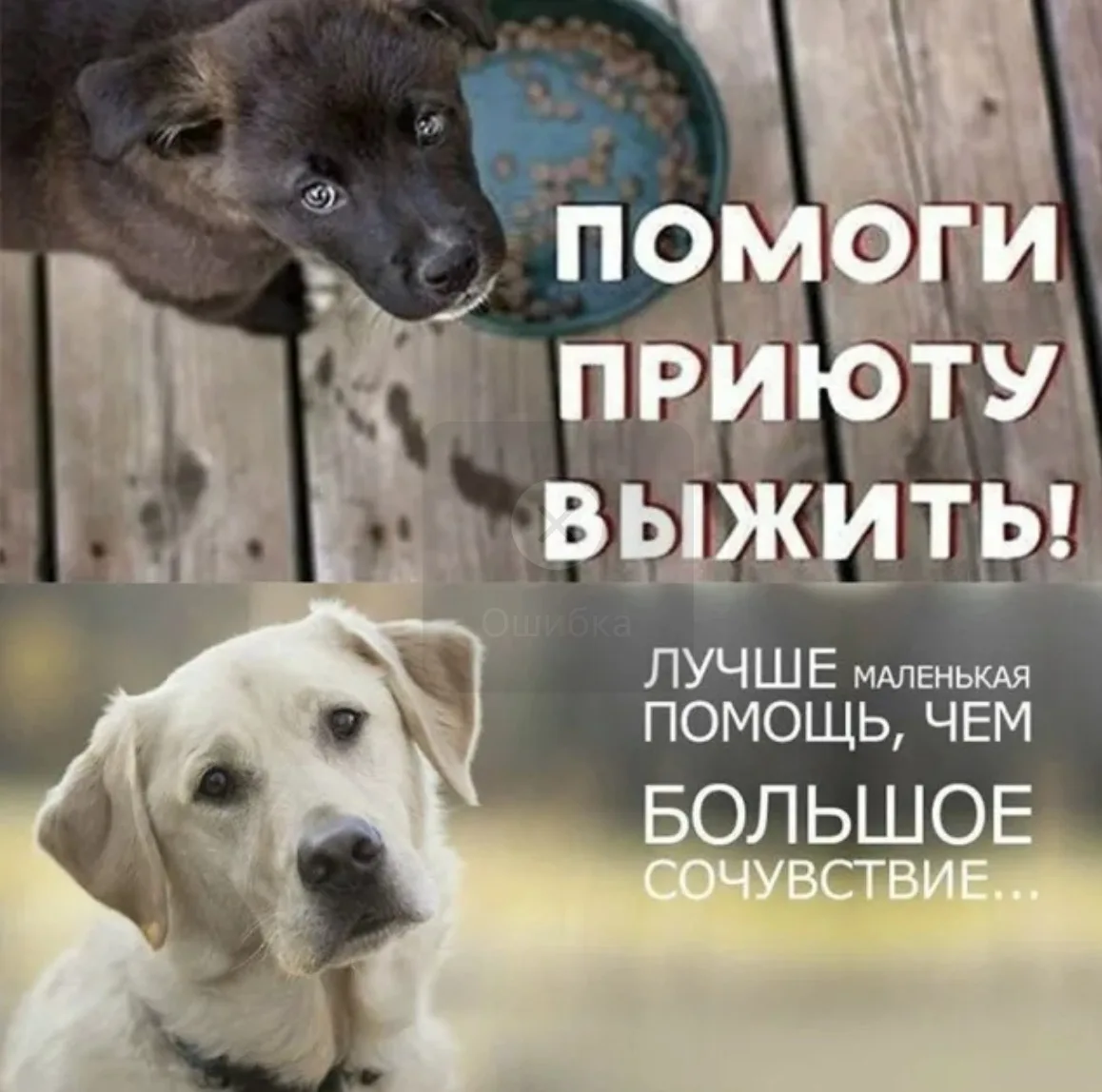 ‼️ ЛЕЧЕБНЫЙ ФАКУЛЬТЕТ №1 ОБЪЯВЛЯЕТ СБОР ПОМОЩИ ПРИЮТУ ДЛЯ СОБАК ‼️