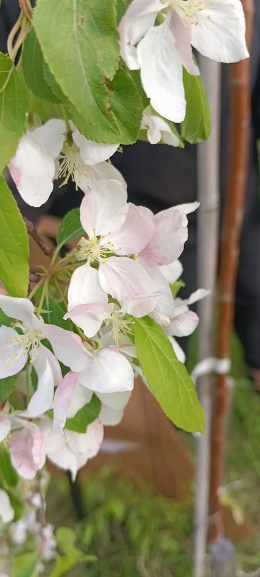 🌸 В школе цветёт «Сад памяти»  В нашей школе зацвёл «Сад памяти» — и это по-настоящему трогательное 
