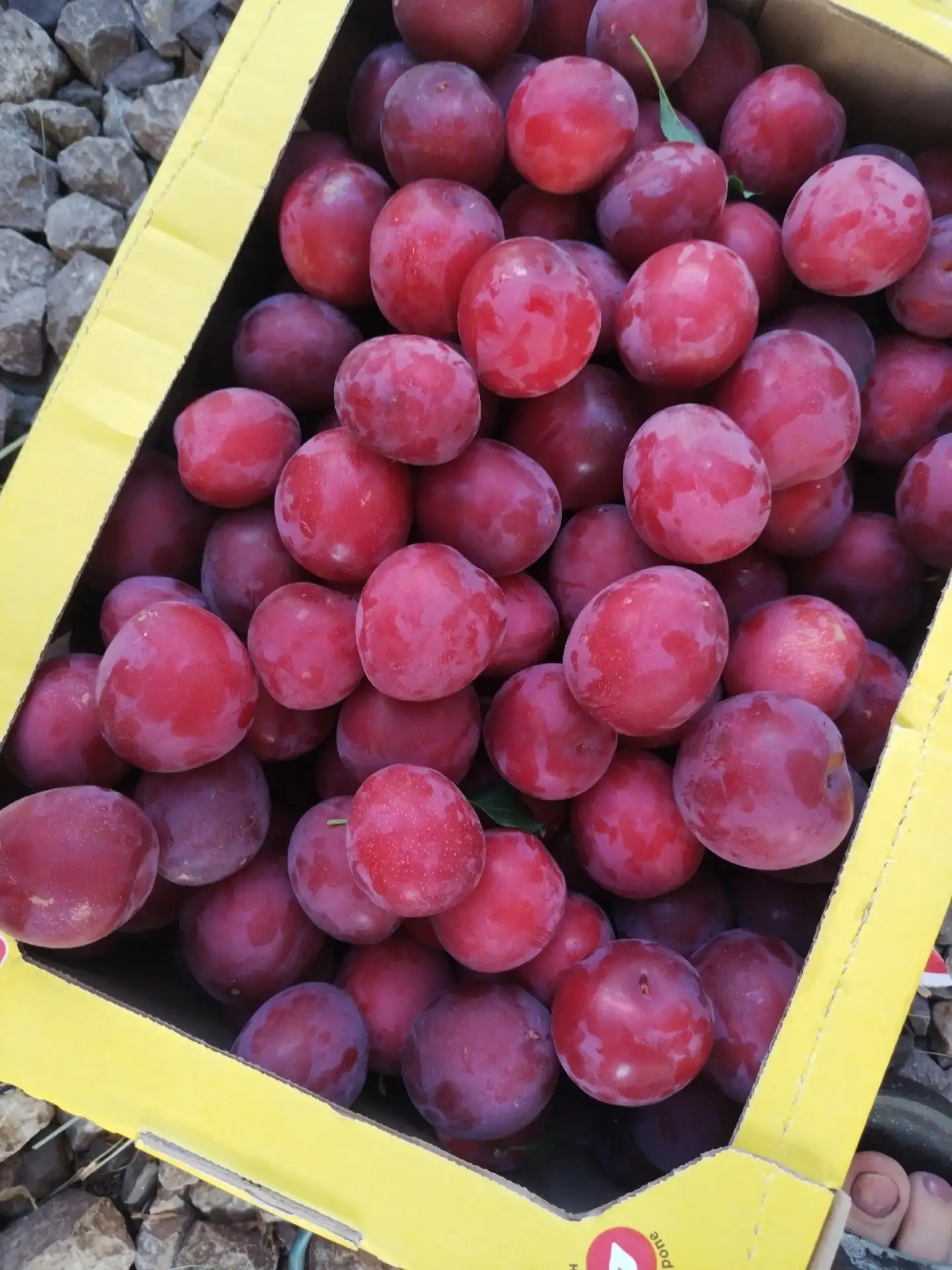 Продается алыча вкусная сочная 100руб кило. Доставка с Хомутовки. +79018788760 телефон ...