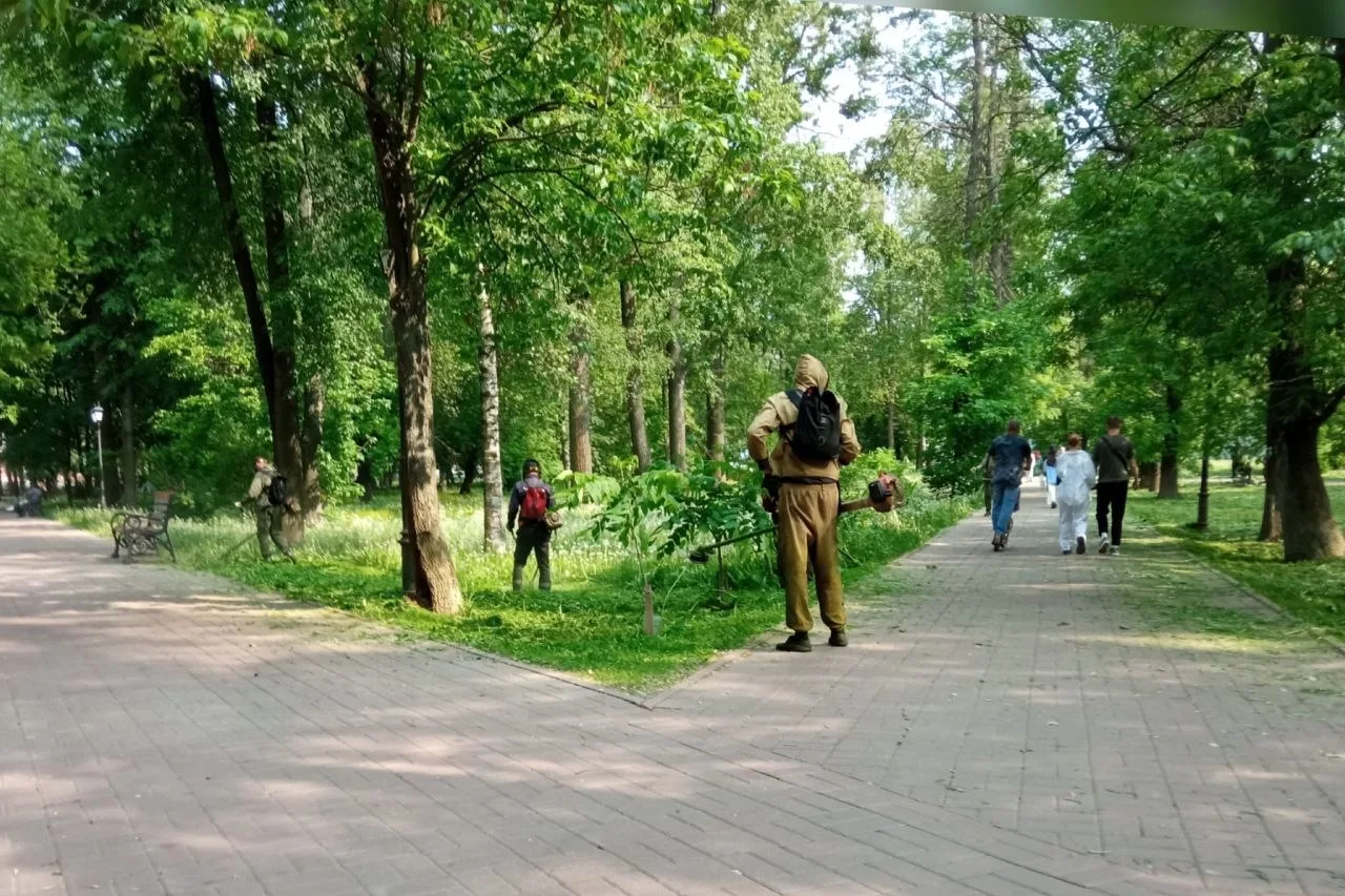 В Ярославской области готовятся ввести карантин из‑за массовой гибели вязов и ясеней. Опасный вредит