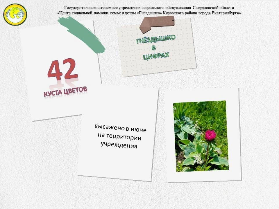 В июне высажено 42 куста цветов на территории учреждения🌺

#Гнёздышко_в_цифрах