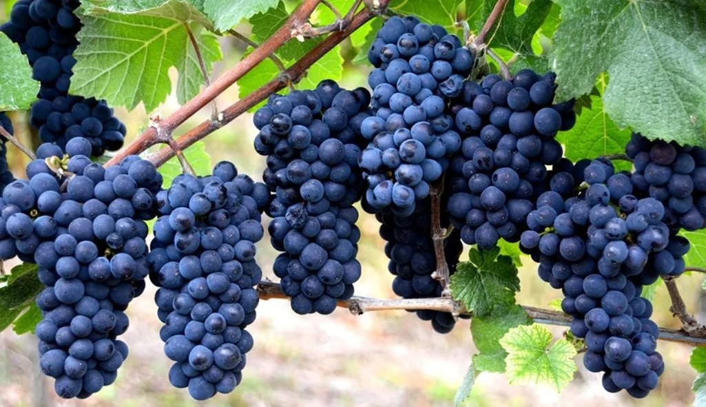 🍇 Подкормка винограда: виды и сроки внесения удобрений