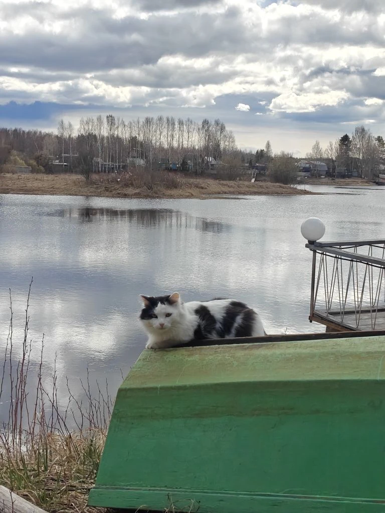 А какие коты?