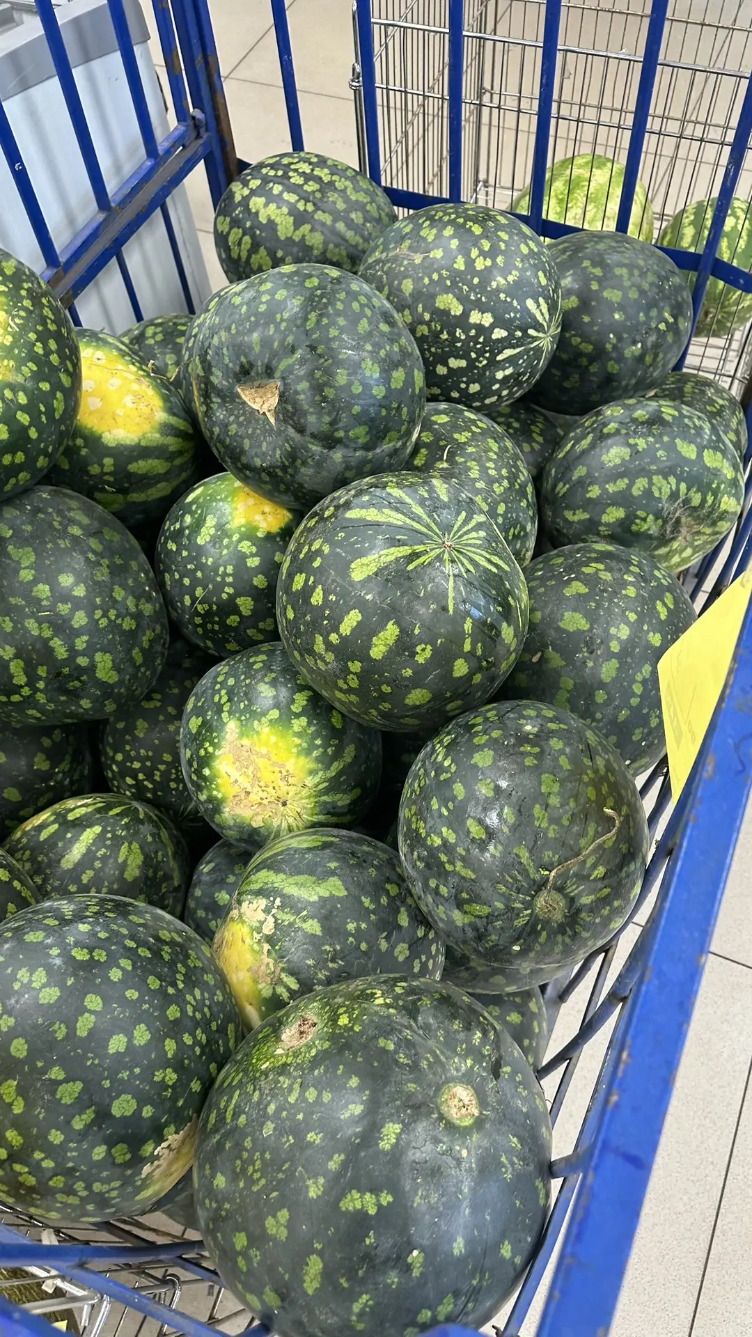 Арбуз сорт холодок в Байраме🍉