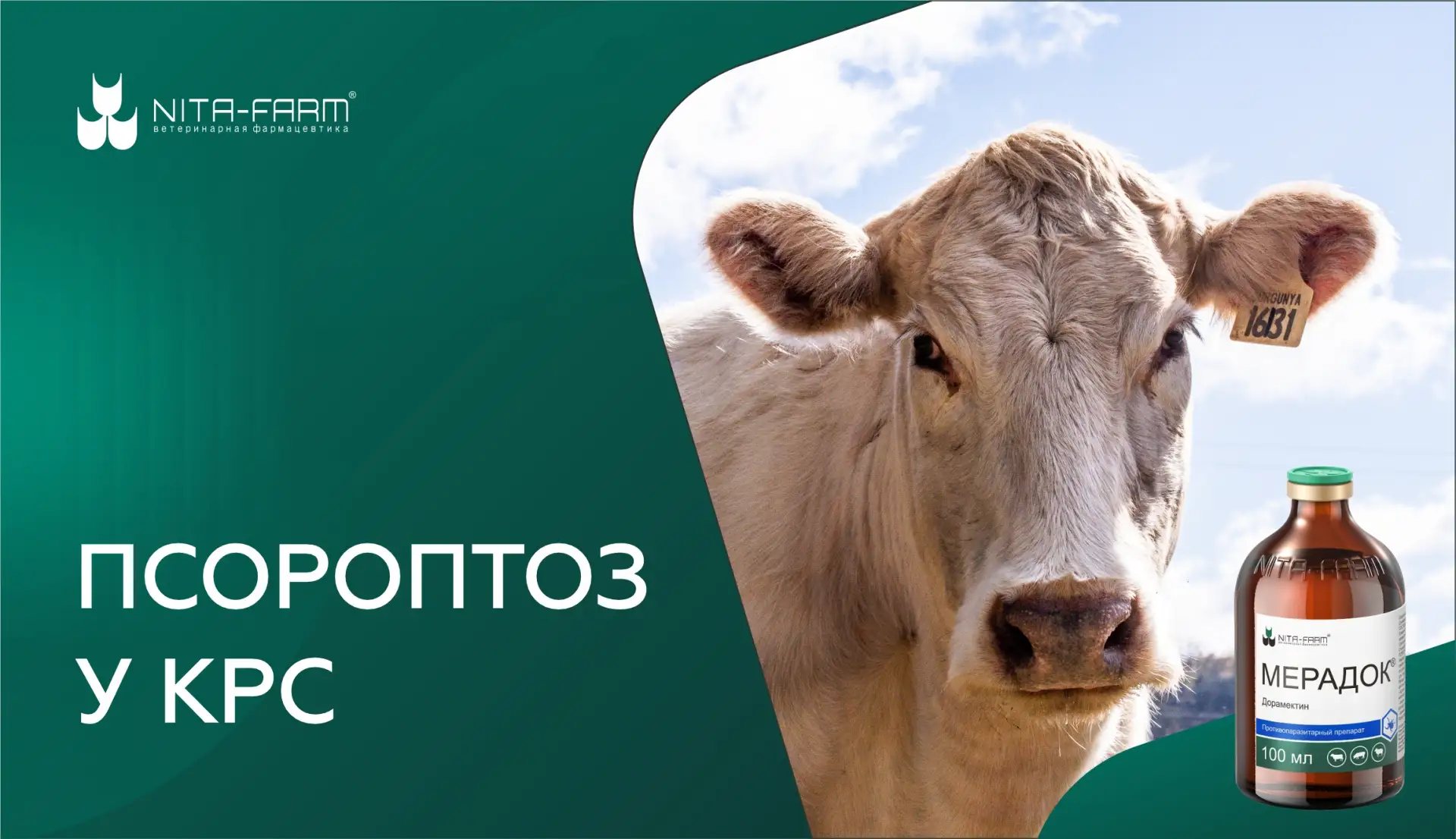 Псороптоз КРС — высококонтагиозное заболевание, протекающее с поражением кожи и вызываемое эктопараз