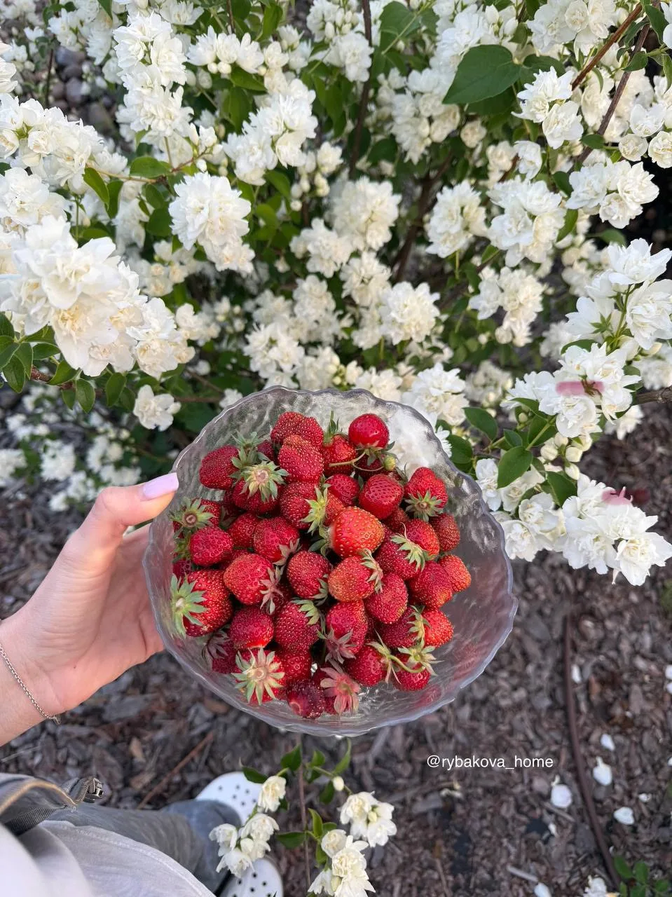 Мои прошлогодние сокровища с участка 🍓