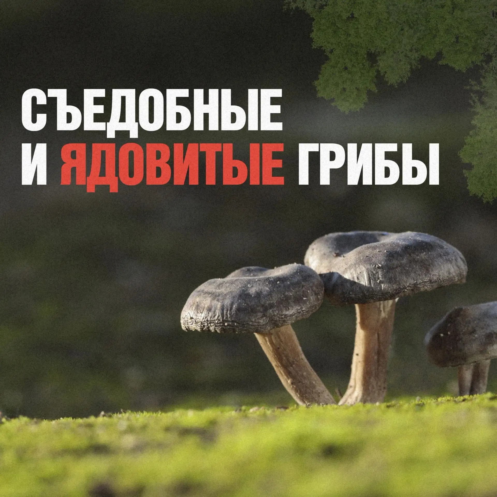 🌳🌲Собираетесь в лес? Сначала 5 минут на подготовку!

🍄Даже если вы не планируете собирать грибы, 