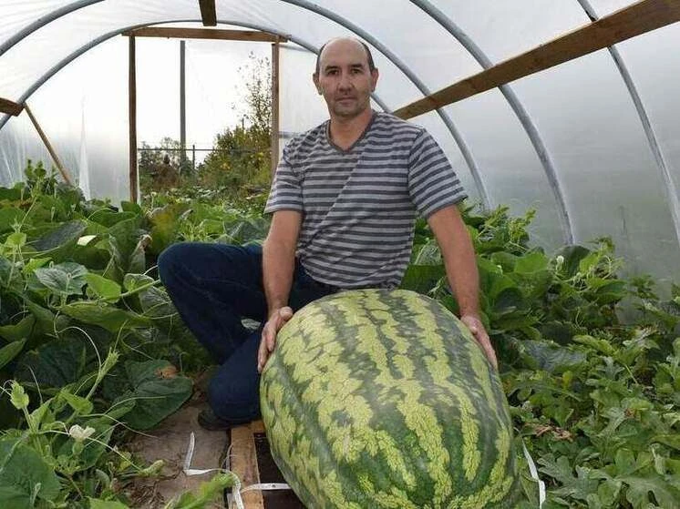 Житель Шилова вырастил ГИГАНТСКИЙ арбуз 🍉