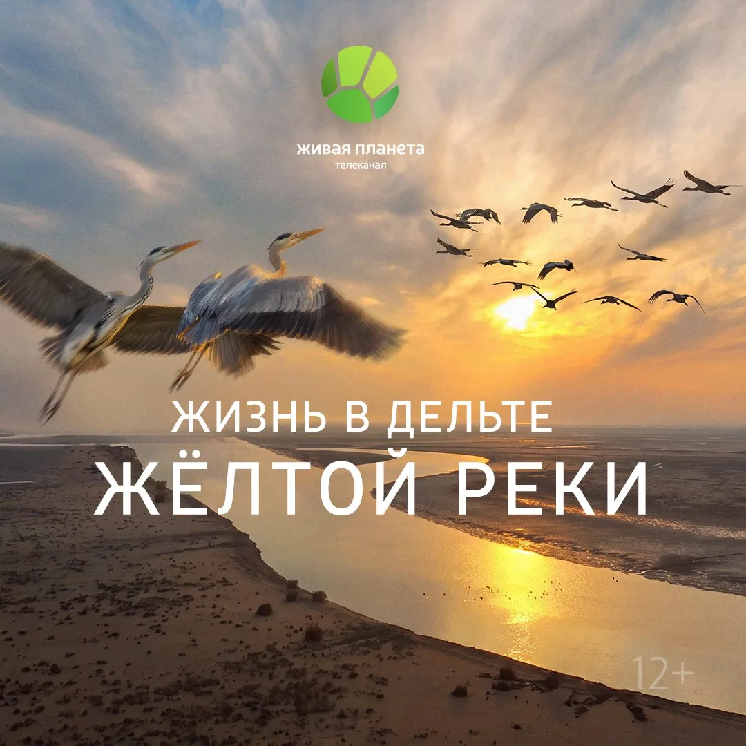Телеканал «Живая Планета» покажет двухсерийный документальный проект «Жизнь в дельте Жё...
