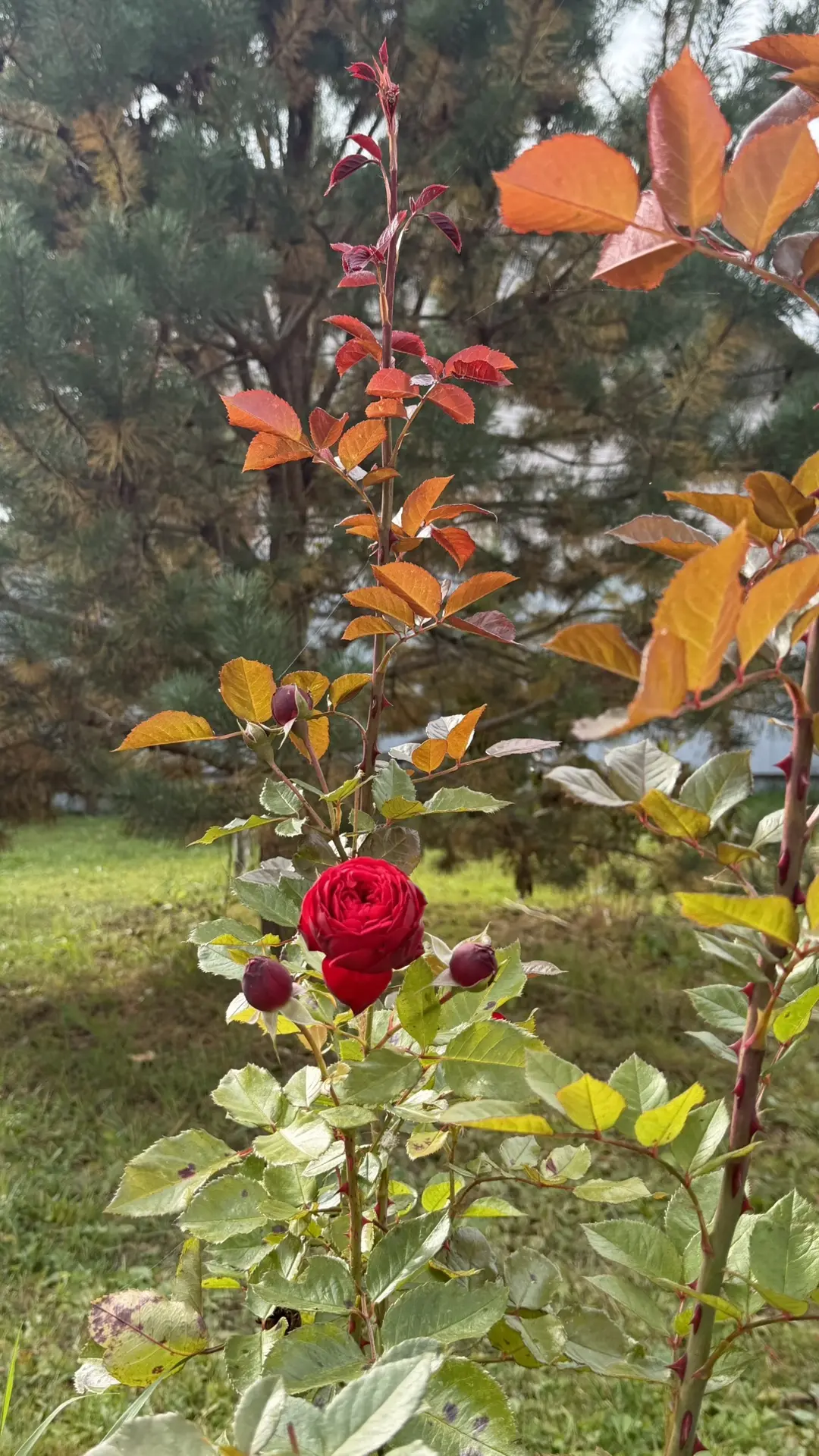 Осень 🍂🍂🍂 Розочки еще радуют глаз 🌹🥰