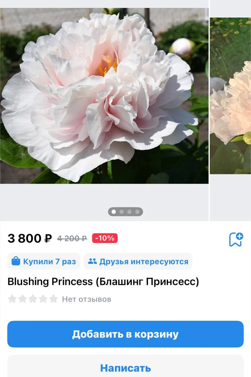 🌸Блашинг Принцесс🌸