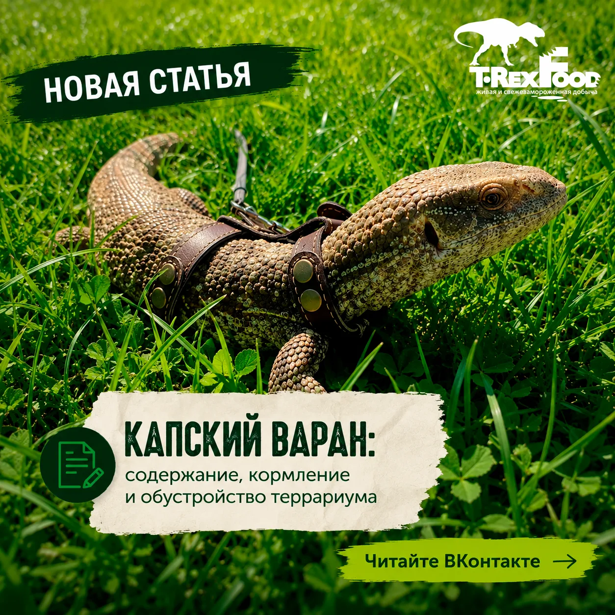 🦎 Капский варан — один из самых популярных варанов в террариумистике. И, пожалуй, один из тех, кого