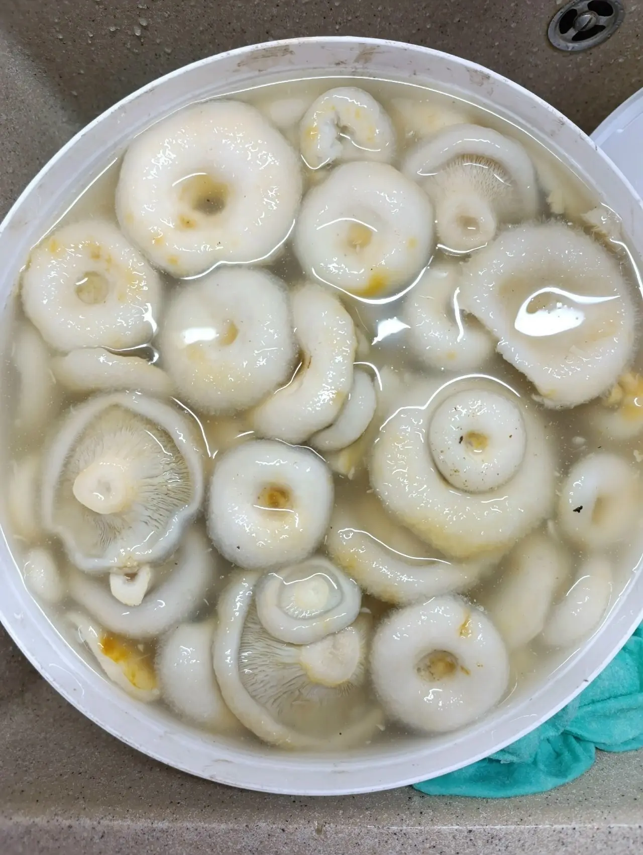 Продам грузди соленые.