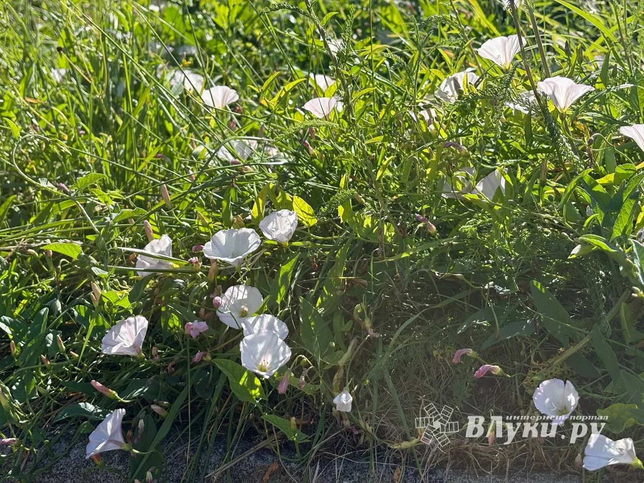Прогноз погоды на 23 июля в Великих Луках
