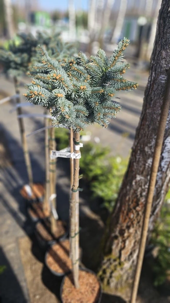 https://www.martin-sad.ru/интернет-магазин-растений/p/239700-picea_pungens_glauca_globo...