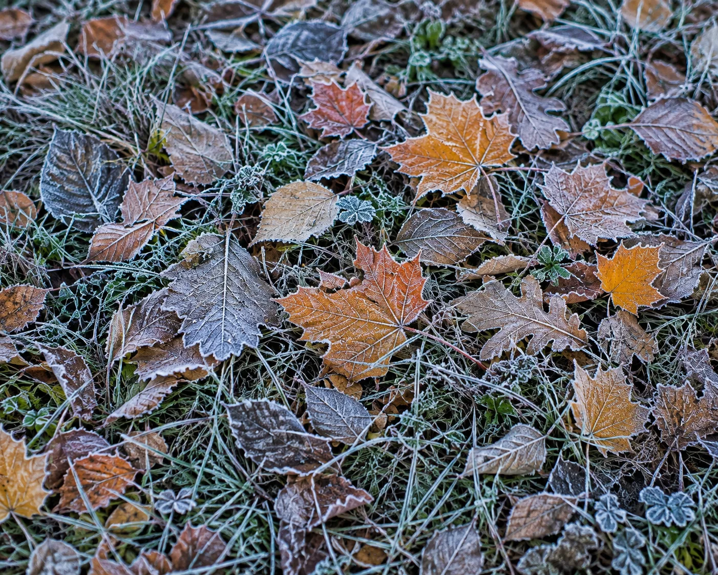 🥶 Заморозки были - меньше всего повезло Далматовскому округу