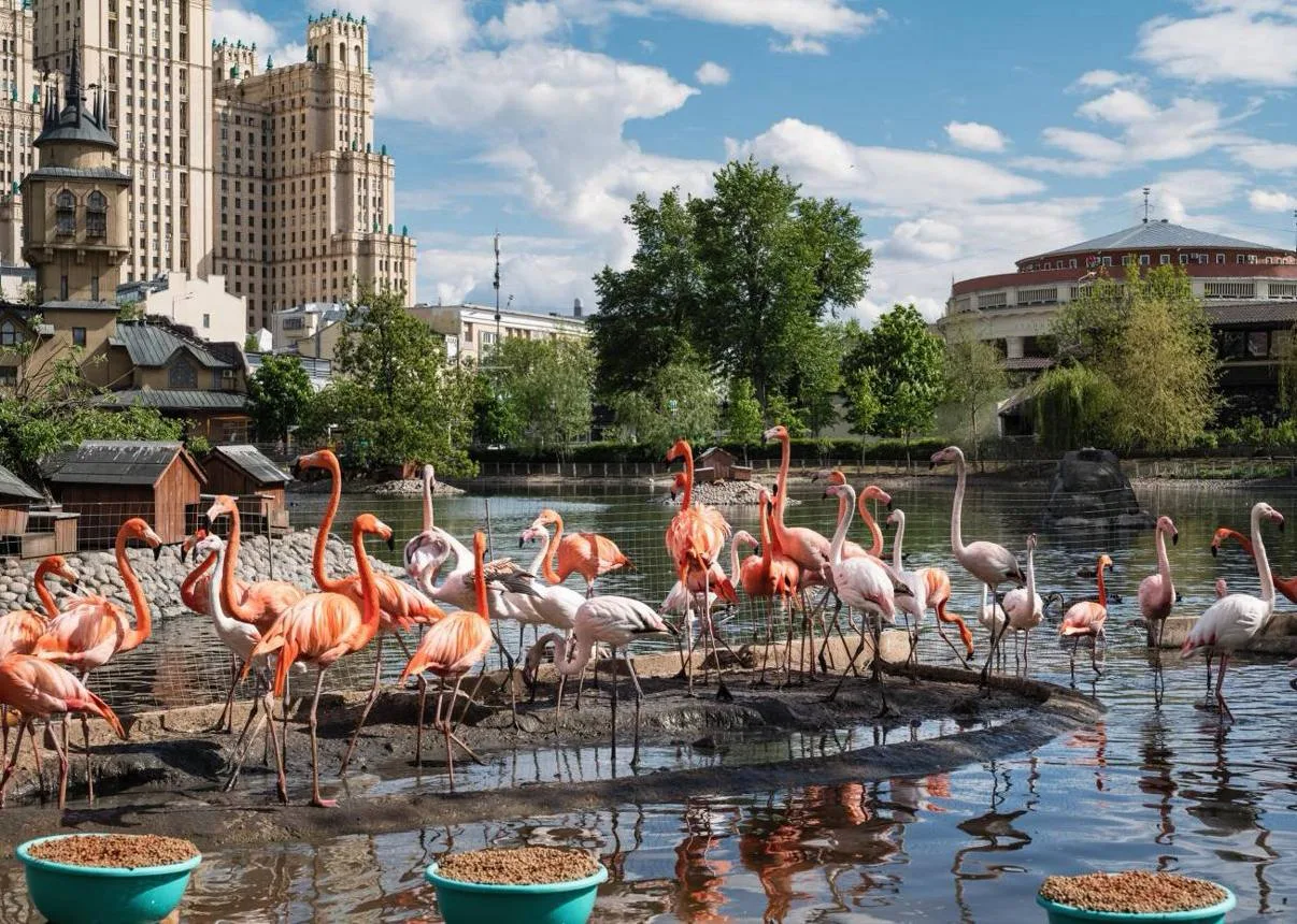 Идем бесплатно в Московский зоопарк   В Московском зоопарке стартует акция «Ранняя пташка» для тех, 