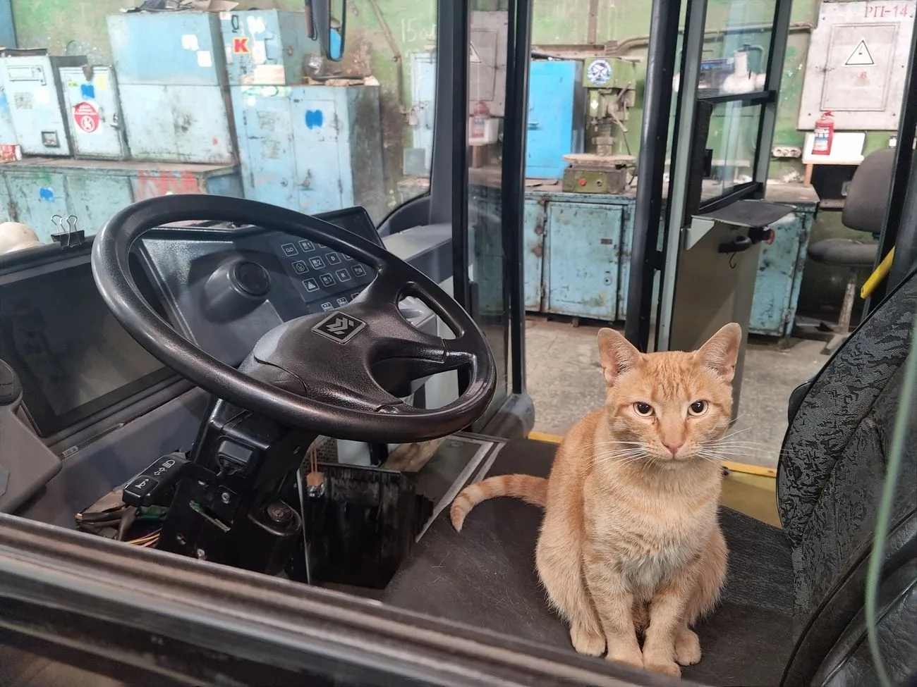 🐈 В троллейбусном депо Петрозаводска обосновались пушистые водители