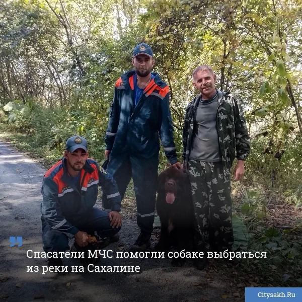🐶 Собака сорвалась с крутого обрыва в лесу на юге Сахалина. На помощь псу пришли спаса...